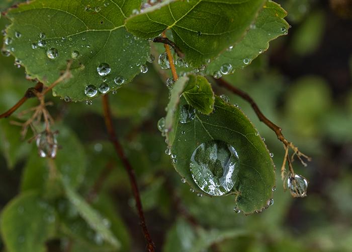 Rain droplets, Mt. Rainier National Park / Rebecca Latson