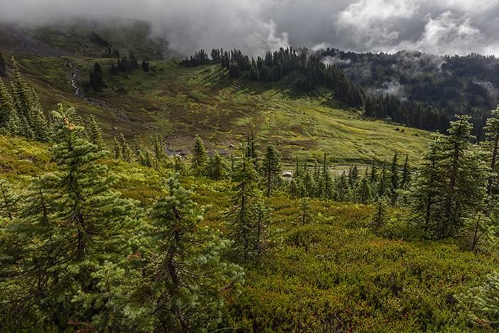 Alta Vista view, Mt. Rainier National Park / Rebecca Latson