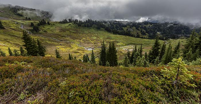 The view at Alta Vista, Mt. Rainier National Park / Rebecca Latson