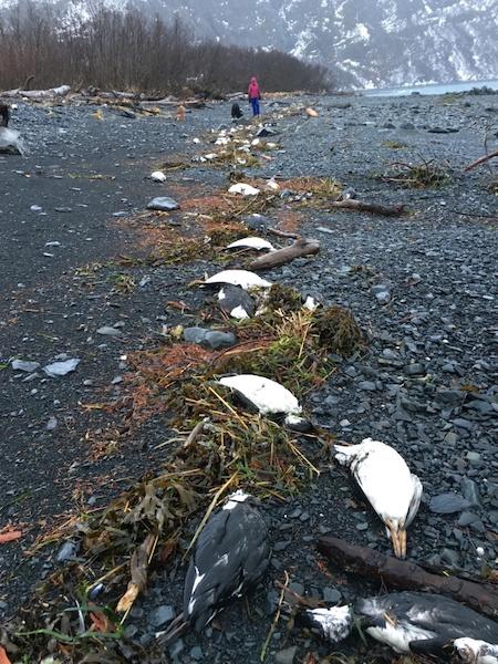 On Jan. 1 and 2, 2016, 6,540 common murre carcasses were found washed ashore near Whitter, Alaska, translating into about 8,000 bodies per mile of shoreline — one of the highest beaching rates recorded during the mass mortality event.