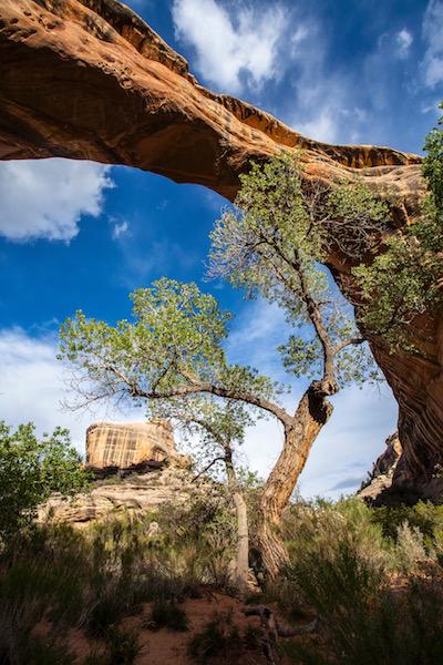 Sipapu Bridge at Natural Bridges National Monument/NPS, Jacob Frank