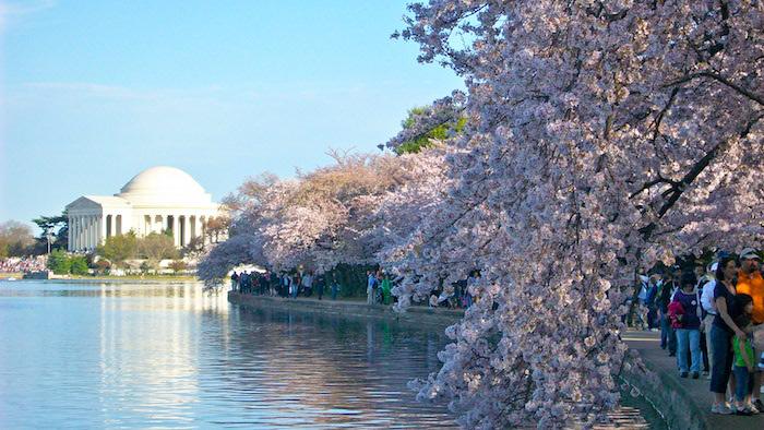 Peak bloom for the Cherry Blossom Festival should be in late March/HO
