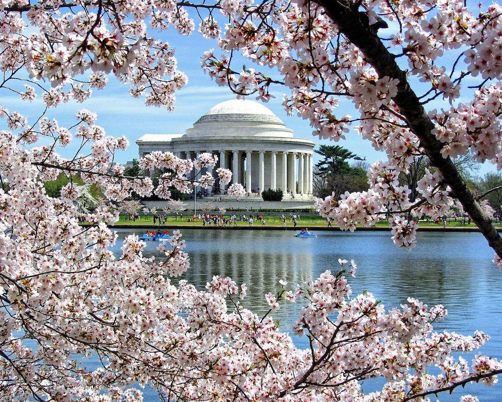 Cherry blossoms and the Jefferson Memorial/Jay Wald, 2014