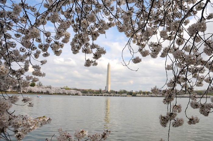 Cherry blossoms on the National Mall in Washington, D.C./NPS