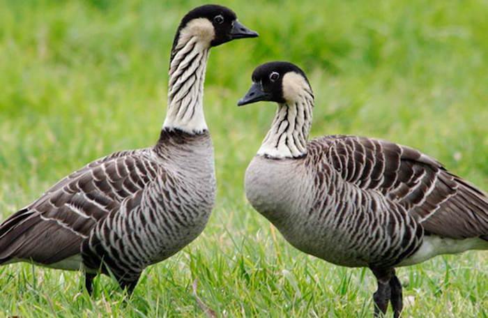 Nene, the Hawaiian Goose/American Bird Conservancy, Jack Jeffrey. Nene, the Hawaiian Goose/American Bird Conservancy, Jack Jeffrey.
