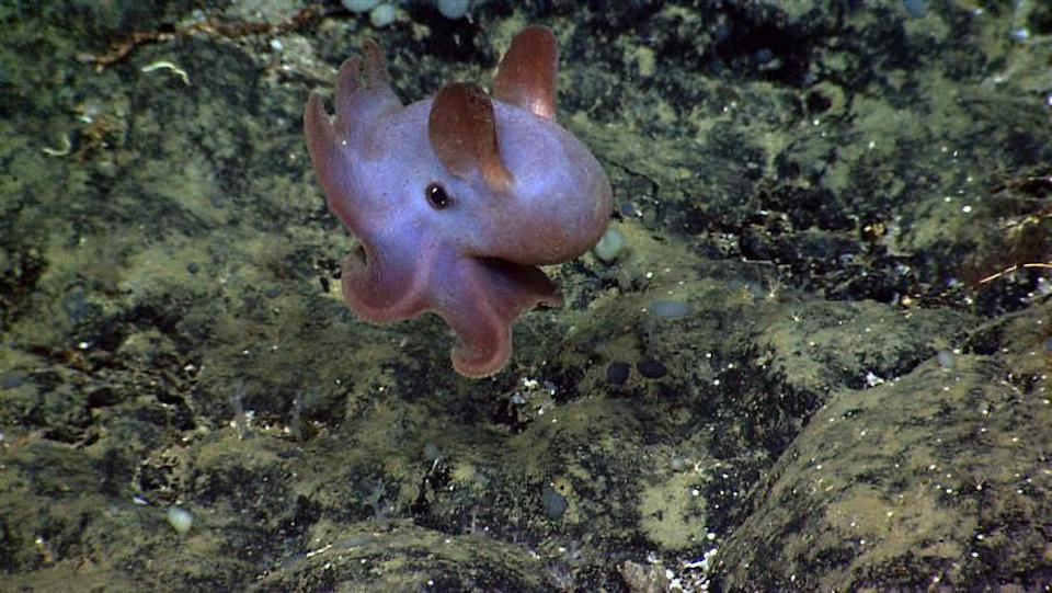 This dumbo octopus was sighted by the NOAA Okeanos Explorer ship during a dive to map the Atlantic Canyons and Seamounts in September 2014/NOAA