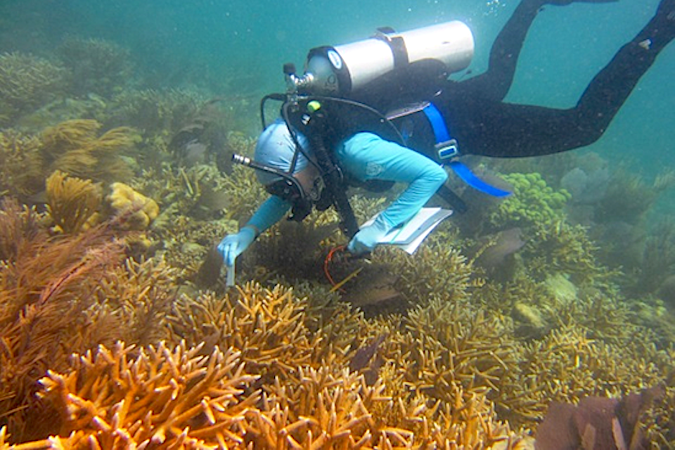 Marine biologists have been studying staghorn reefs at Dry Tortugas National Park/NOAA