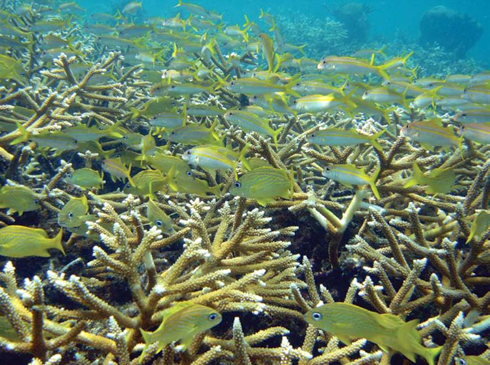 Research indicates an aggressive transplanting program might help staghorn corals survive/NOAA