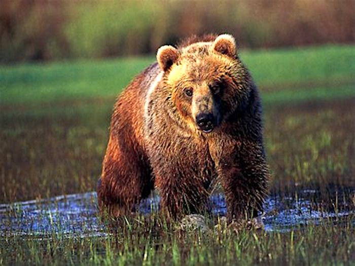 Interior Secretary Zinke voiced his support for a grizzly bear recovery plan for the North Cascades Ecosystem/North Cascades Institute