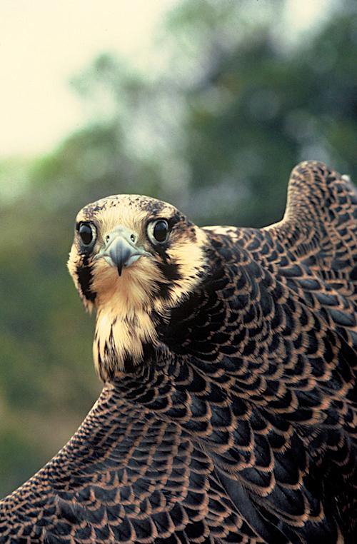 Peregrine Falcon, North Cascades National Park/North Cascades Institute