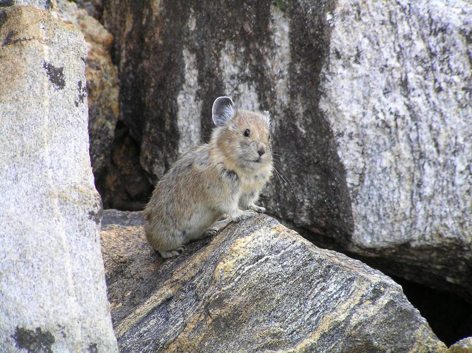 With their sensitivity to overheating, pikas are an indicator species for how climate change may affect mountain-dwelling wildlife/Shana Weber