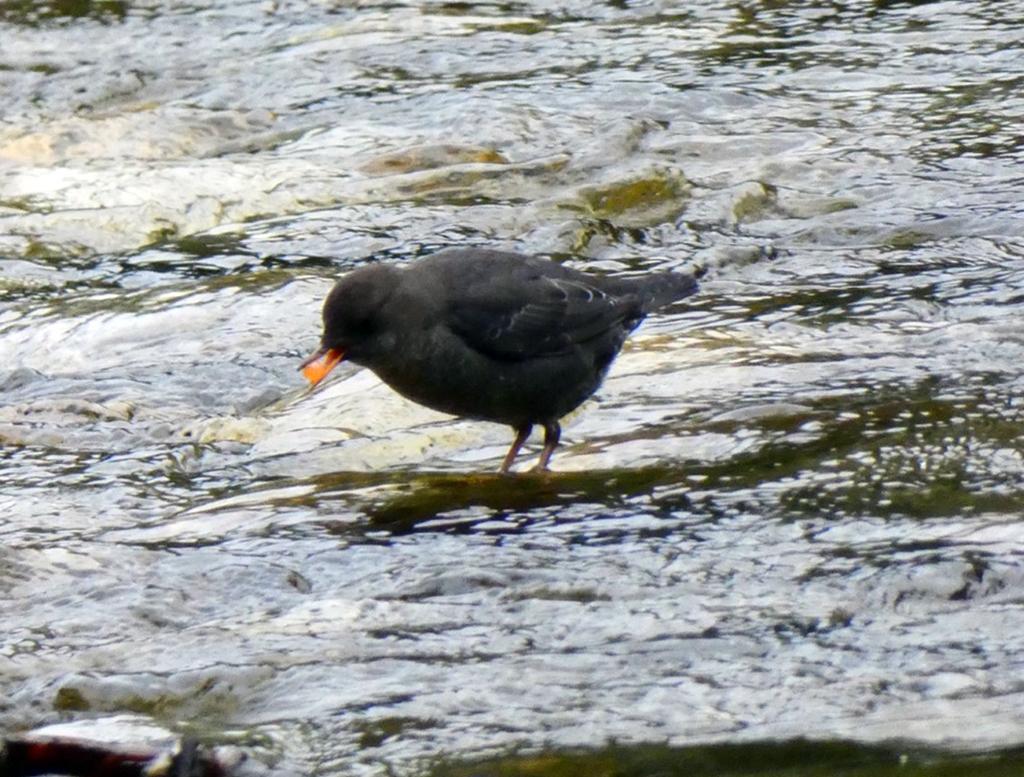 American Dipper with a fish egg snack, North Cascades National Park / NPS - Chris Williams