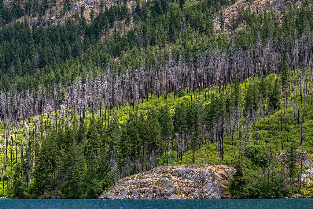 Diagonal layers of trees and rock, Lake Chelan National Recreation Area, North Cascades Complex / Rebecca Latson