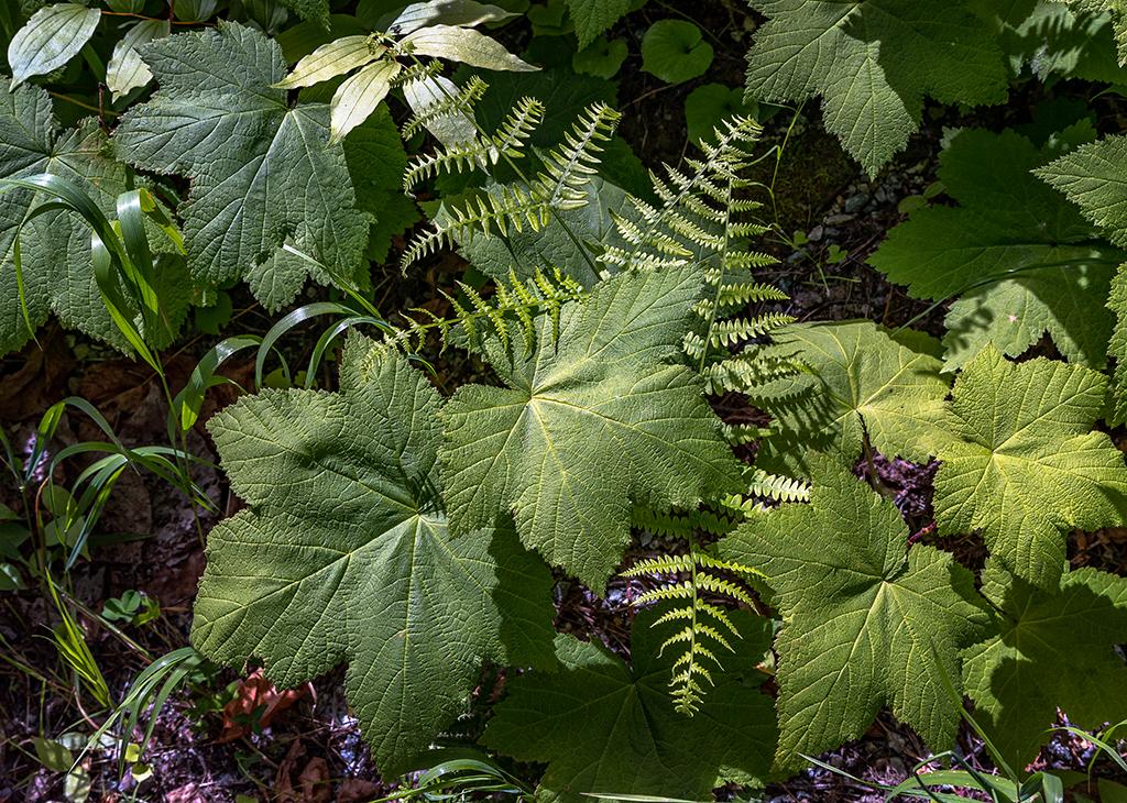 Leaves and greenery, Lake Chelan National Recreation Area, North Cascades Complex / Rebecca Latson