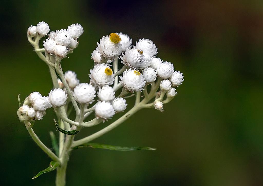 Pearly Everlasting, Ross Lake National Recreation Area, North Cascades Complex / Rebecca Latson