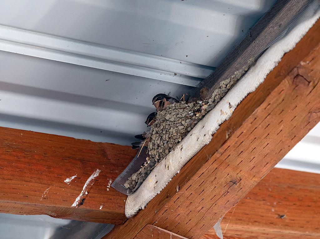 A swallow's nest and occupants, Lake Chelan National Recreation Area, North Cascades Complex / Rebecca Latson