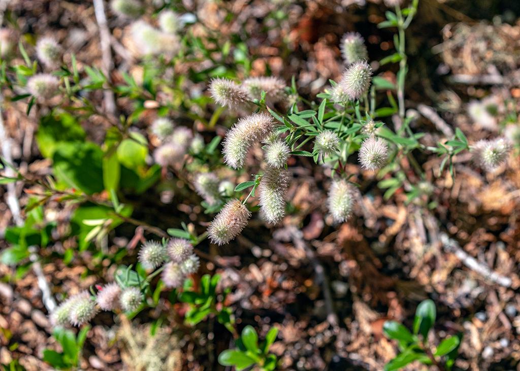 Fuzzy wuzzy, North Cascades National Park, North Cascades Complex / Rebecca Latson