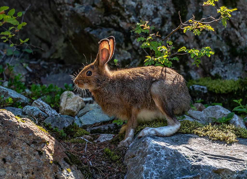A snowshoe hare, Ross Lake National Recreation Area, North Cascades Complex / Rebecca Latson
