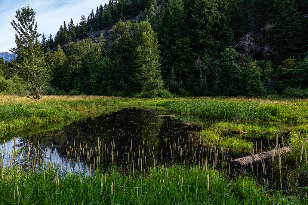 Morning meadow scenery along the Stehekin Valley Road, Lake Chelan National Recreation Area, North Cascades Complex / Rebecca Latson
