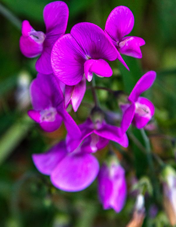 Wild sweet peas, Lake Chelan National Recreation Area, North Cascades Complex / Rebecca Latson