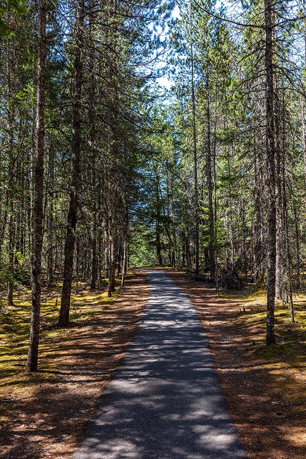 A straight trail and straight trees along the Gorge Creek Falls Loop Trail, Ross Lake National Recreation Area, North Cascades Complex / Rebecca Latson