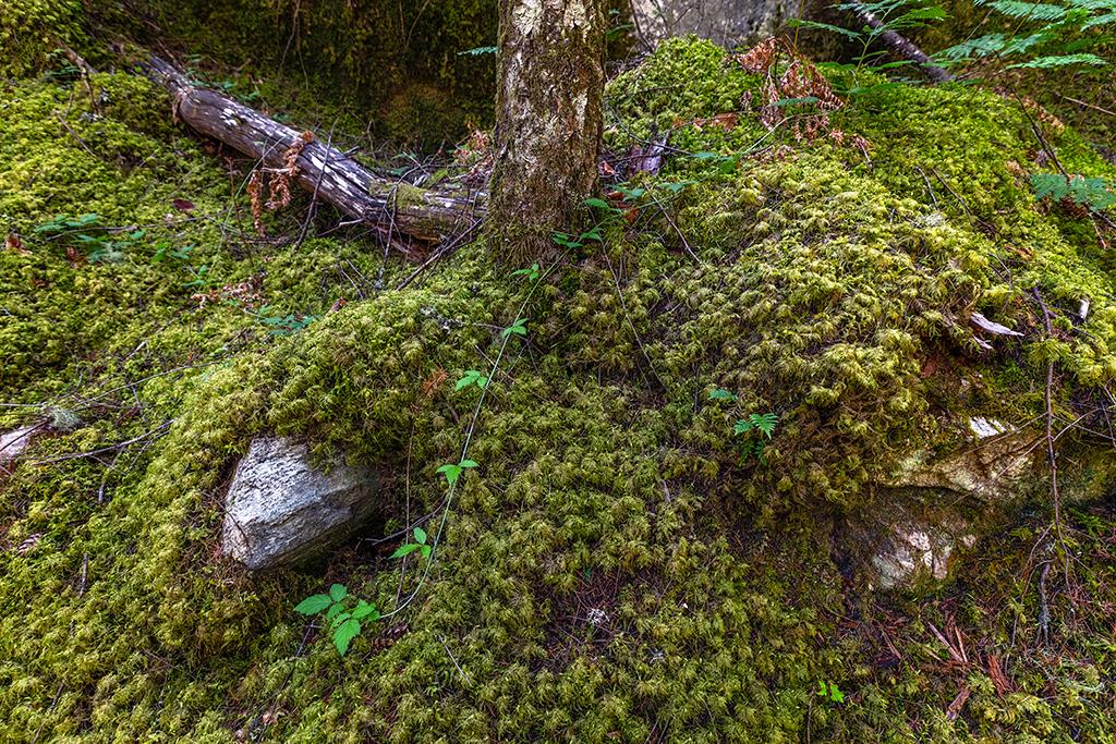 The forest floor along the trail, Ross Lake National Recreation Area, North Cascades Complex / Rebecca Latson
