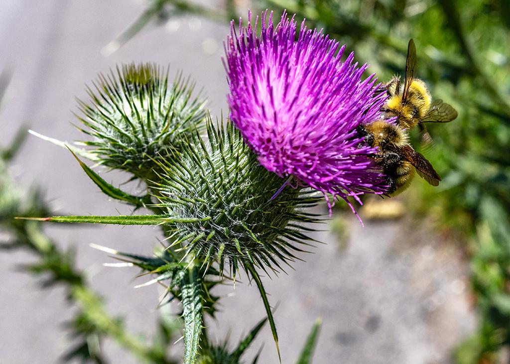 A bumblebee on the thistle bloom, Ross Lake National Recreation Area, North Cascades Complex / Rebecca Latson