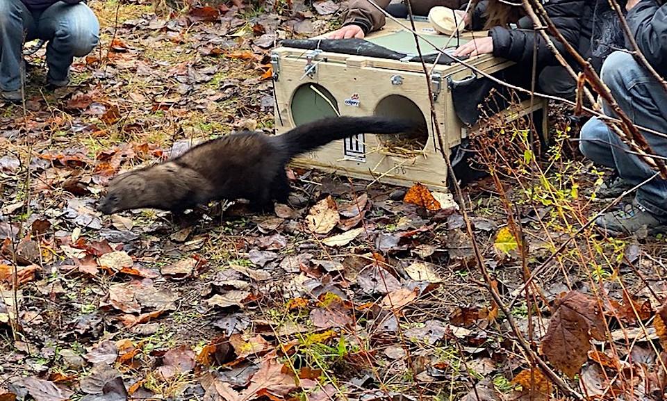 Fishers were released into Washington state forests this fall/John Newhoff