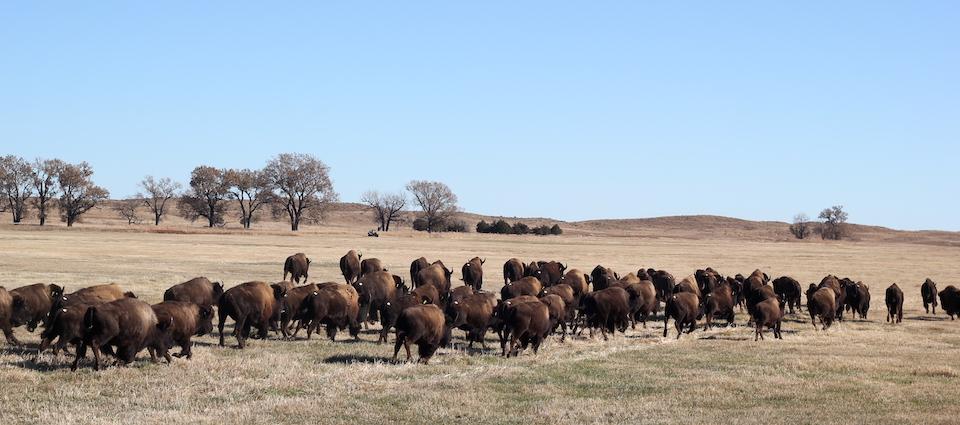 The bison were released Friday on the Wolakota Buffalo Range/NPS