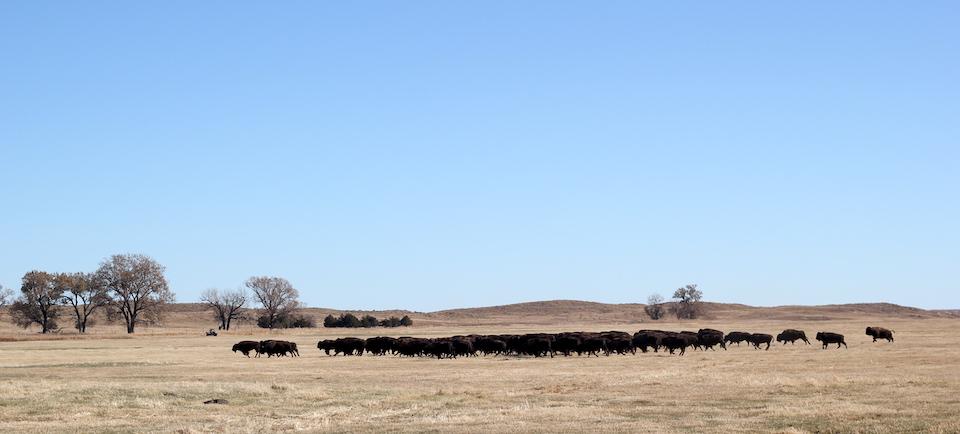 100 bison from Theodore Roosevelt and Badlands national parks have been transferred to the Rosebud Sioux nation/NPS