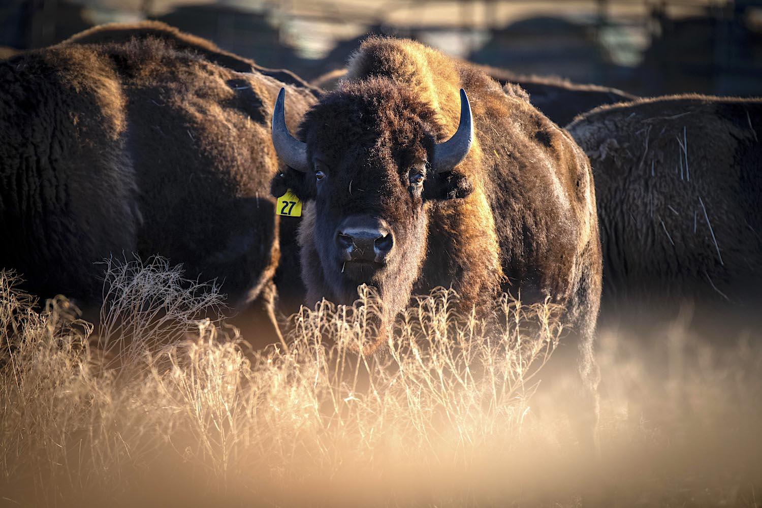 Saturday, November 7, 2020, is National Bison Day