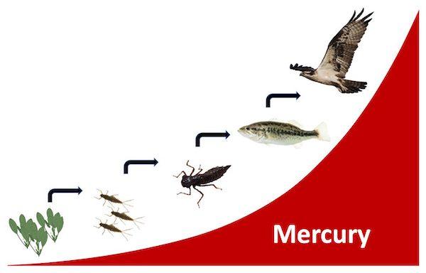 Mercury biomagnifies, or increases in concentrations with each successive step up the food chain,  schematic  from National Park Service.
