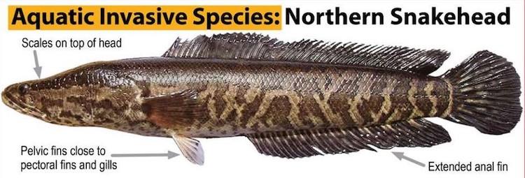 The National Park Service circulates posters to alert anglers to invasive northern snakeheads/NPS