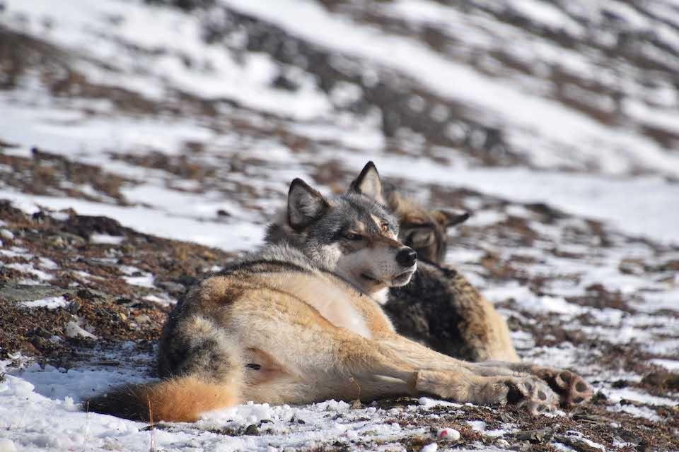Wolves may or may not migrate, but they can travel vast distances/NPS, Kyle Joly