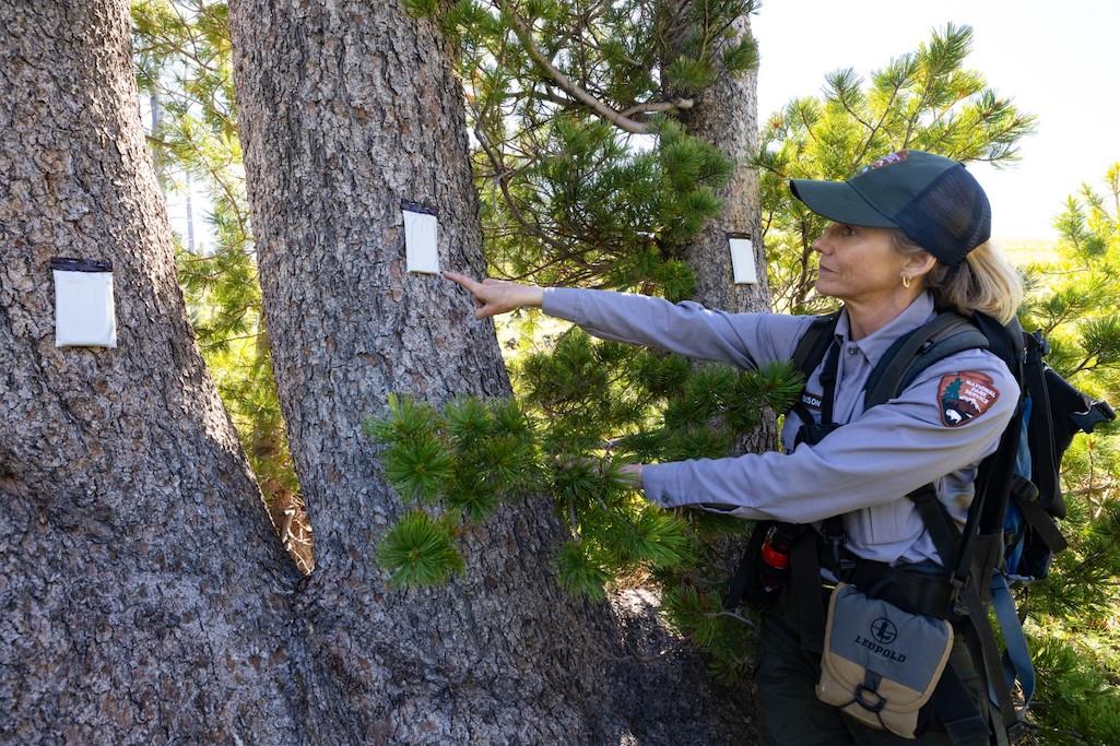 A National Park Service employee points to whitebark pine verbenone packets, which help ward off mountain pine beetles. Whitebark pine restoration will be supported with funding from the Inflation Reduction Act/NPS, Jacob W. Frank