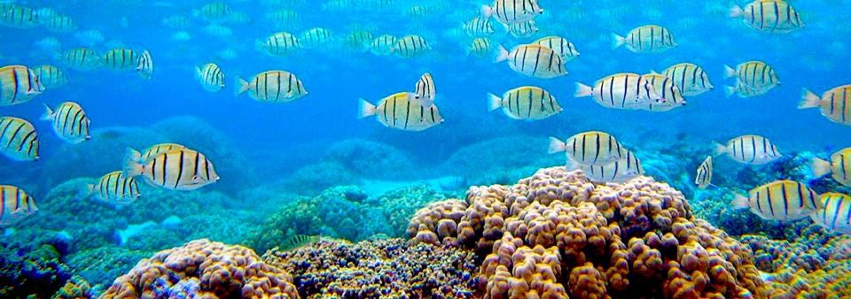 Reef fishes at Ofu Island, National Park of American Samoa/NPS