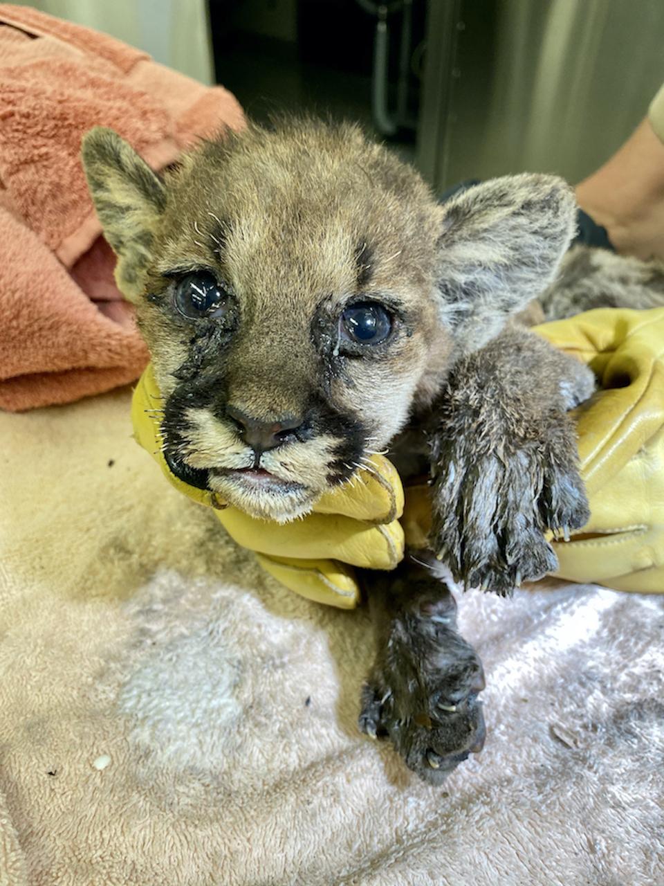The burned mountain lion cub upon arrival at Oakland Zoo veterinary hospital/Oakland Zoo