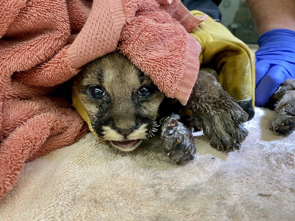 The burned mountain lion cub upon arrival at Oakland Zoo veterinary hospital/Oakland Zoo