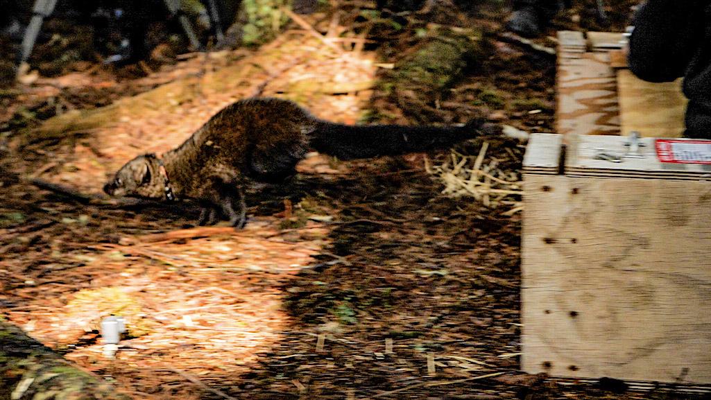 A fisher, a dark brown, weasel-shaped mammal about as big as a house cat, darts into the forest./NPS