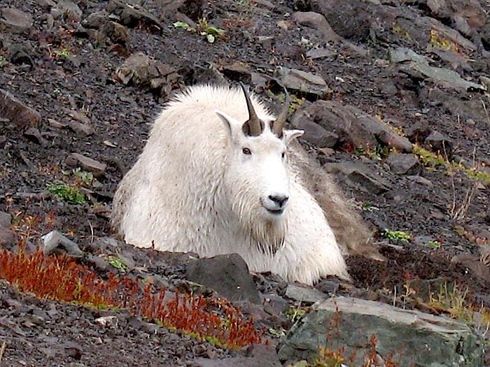Mountain goat, Olympic National Park/NPS