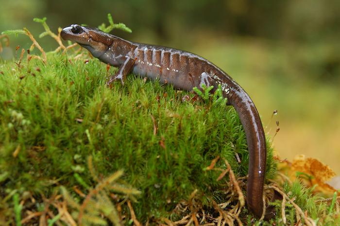 Northwestern salamander at Olympic National Park/NPS