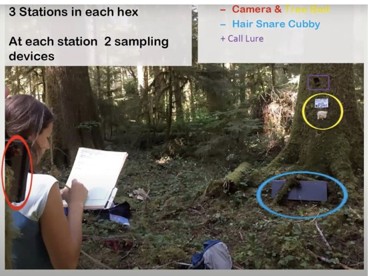 Sampling station set-up with a camera, scent lure, bait, and hair snare