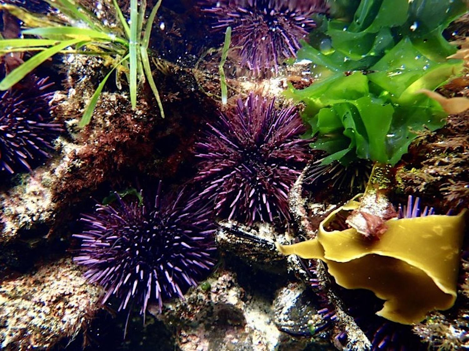 Up Close And Personal With Tidepool Critters On The Olympic Coast