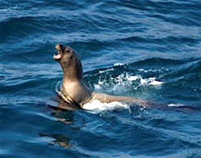 Steller sea lion Cape Flattery/Ken and Mary Campbell