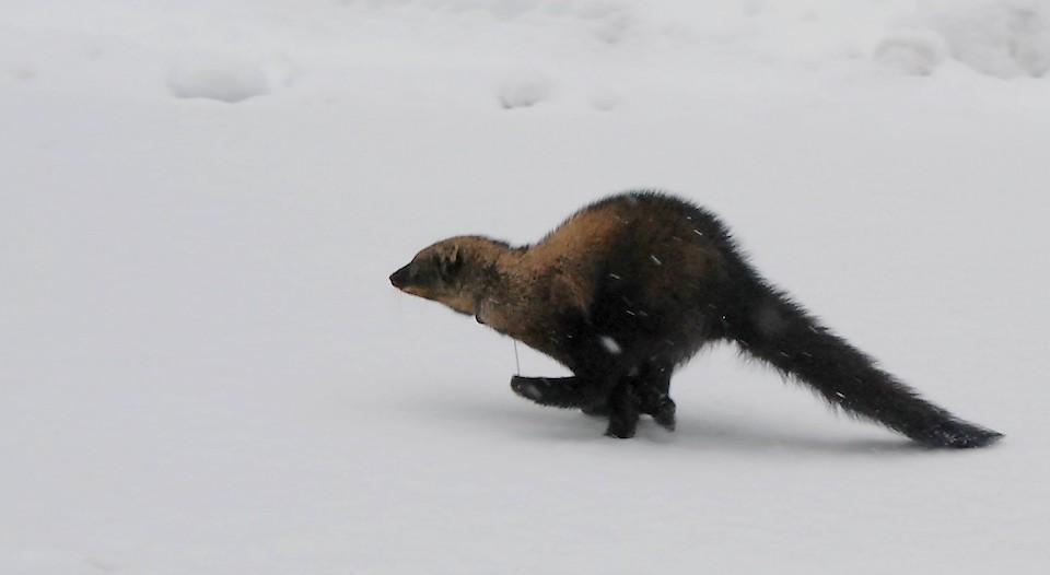 A female fisher makes a dash for the woods after being released/NPS