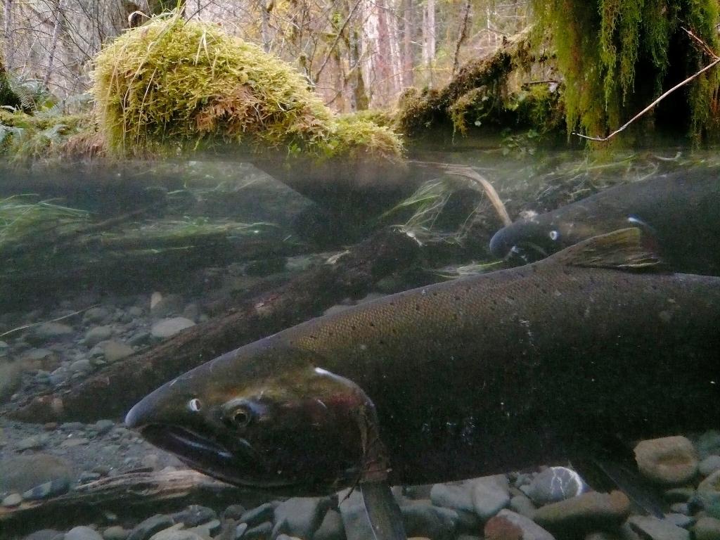 Coho salmon, Olympic National Park / NPS-Danielle Archuleta
