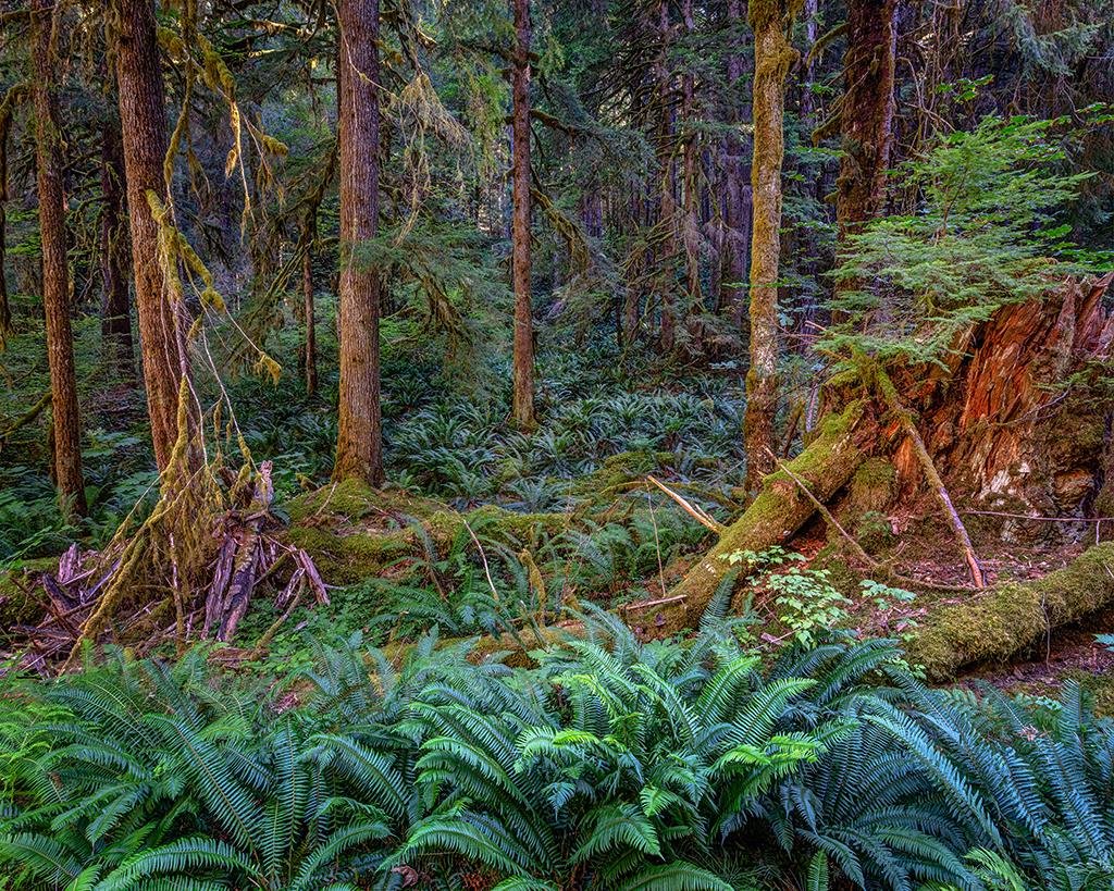 A forest floor of ferns in the Sol Duc Valley, Olympic National Park / Rebecca Latson