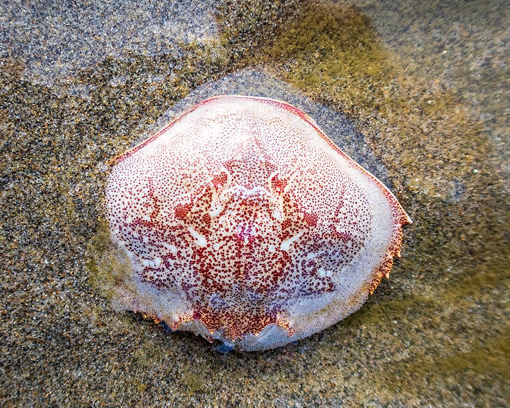A little crab carapace, Olympic National Park / Rebecca Latson