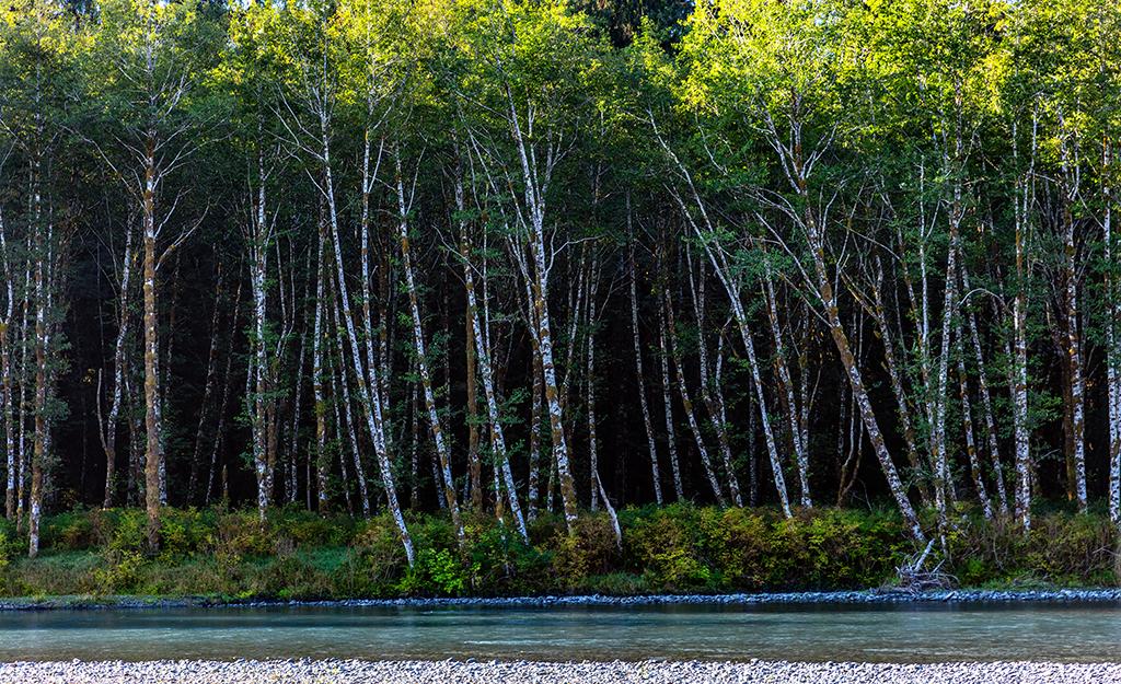 The view across the Hoh River, Hoh Rain Forest, Olympic National Park / Rebecca Latson