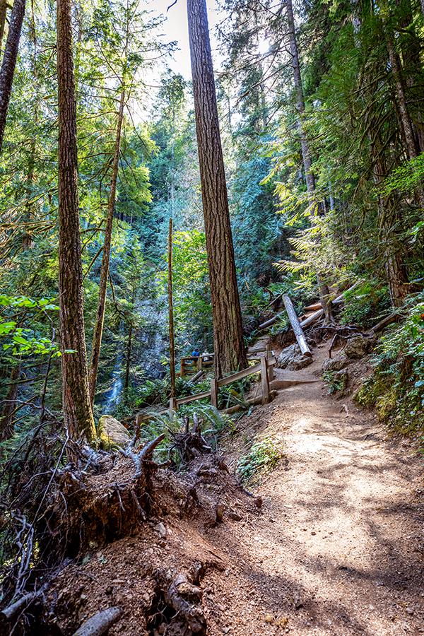 Looking up the trail toward Marymere Falls, Olympic National Park / Rebecca Latson